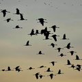 Common cranes fly at sunset over the puszta or Hungarian steppe of Hortobágy about 120 miles east of Budapest, Hungary